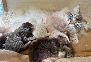 Gattini siberiani con pedigree ANFI