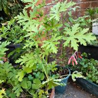 geranio citronella giardino verde interno pianta