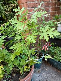 geranio citronella giardino verde interno pianta