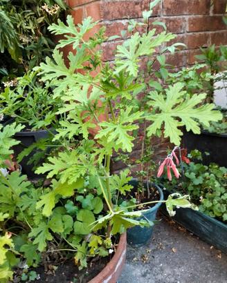 geranio citronella giardino verde interno pianta