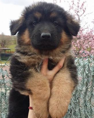 Cuccioli di pastore tedesco
