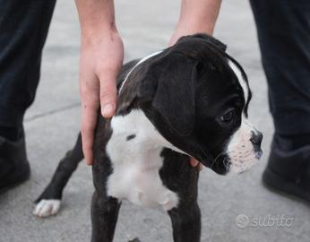 Boxer cuccioli