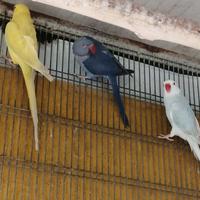 Parrocchetti dal collare