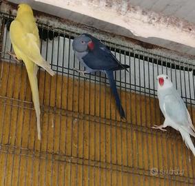 Parrocchetti dal collare