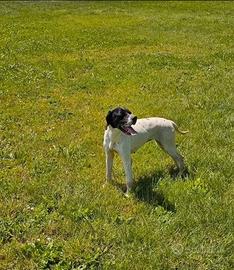 Pointer Del Vento