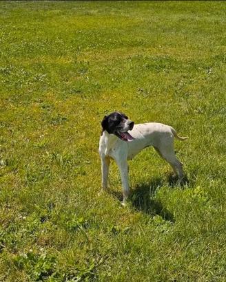 Pointer Del Vento