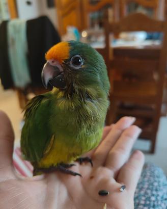 Pappagallo conuro aurea allevato a mano