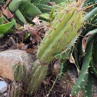 Trichocereus peruvianus cactus 
