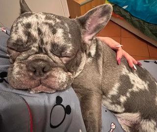 Bulldog