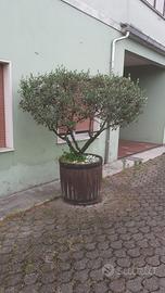 Pianta ulivo