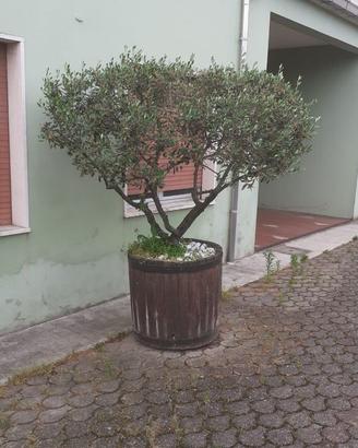 Pianta ulivo