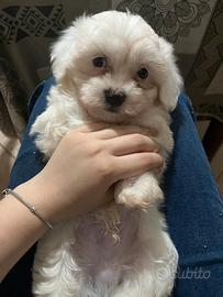 Cuccioli di maltese