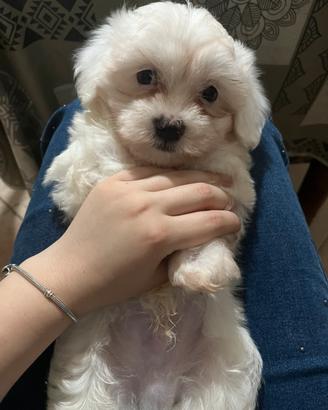 Cuccioli di maltese