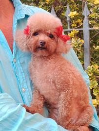 Barboncina toy red in adozione 