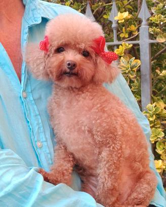 Barboncina toy red in adozione 