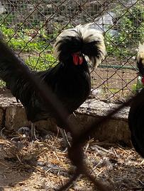 Galli olandesi ciuffati nani Maschi