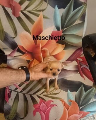 Chiwawa toy mini toys