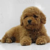 Barboncini toy con pedigree enci