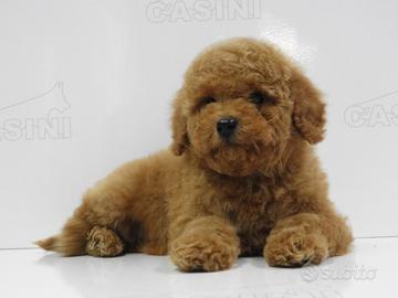 Barboncini toy con pedigree enci