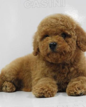 Barboncini toy con pedigree enci