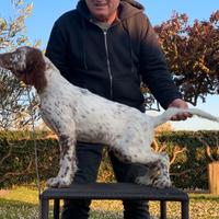 Setter inglese