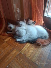 3 gattini gattine gatti Siamesi