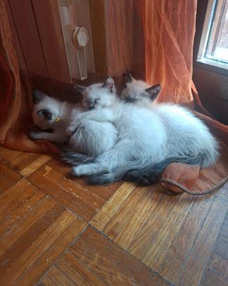 3 gattini gattine gatti Siamesi