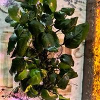 Anubias  - Pianta Acquario