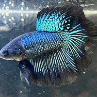 Betta Halfmoon Black Orchid M