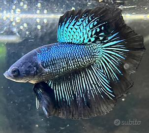 Betta Halfmoon Black Orchid M