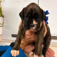 Cucciola di boxer