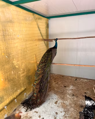 Pavoni e galline