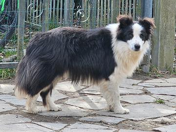 Border collie 1 anno e mezzo pedigree