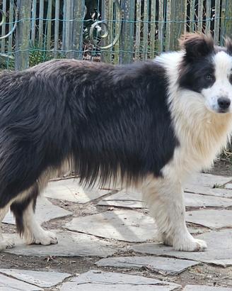 Border collie 1 anno e mezzo pedigree