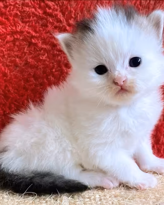 Persiano