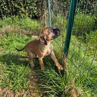 Cuccioli di bullmastiff