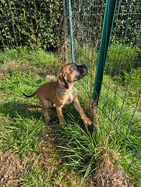 Cuccioli di bullmastiff