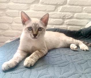 Gatto 4 mesi
