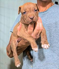 American Pitbull cioccolato