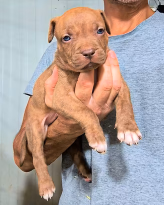 American Pitbull cioccolato
