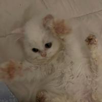 Cuccioli di persiano