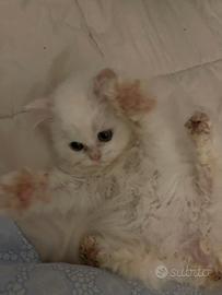 Cuccioli di persiano