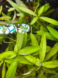 Hygrophila Polysperma