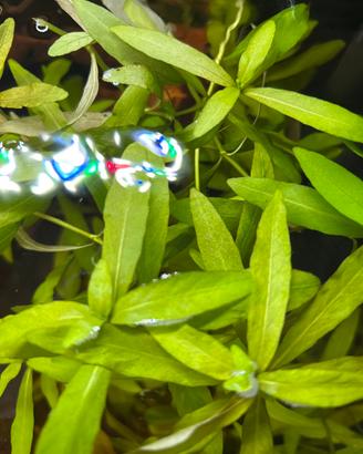 Hygrophila Polysperma
