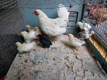 chioccia  con pulcini