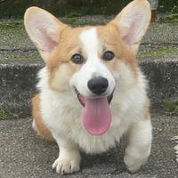 Welsh Corgi Pembroke