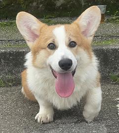 Welsh Corgi Pembroke