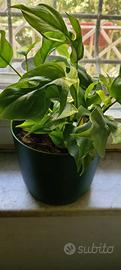 Monstera Minima (Rhaphidophora Tetrasperma)
