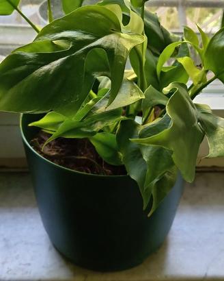 Monstera Minima (Rhaphidophora Tetrasperma)