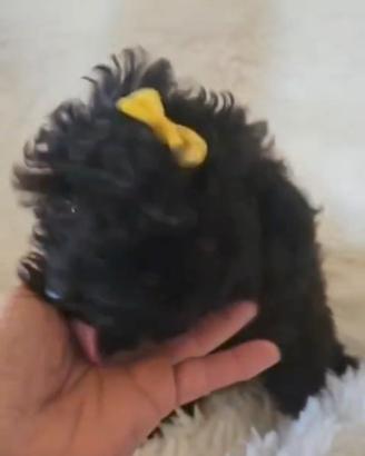 Barboncini Toy e Mini Toy